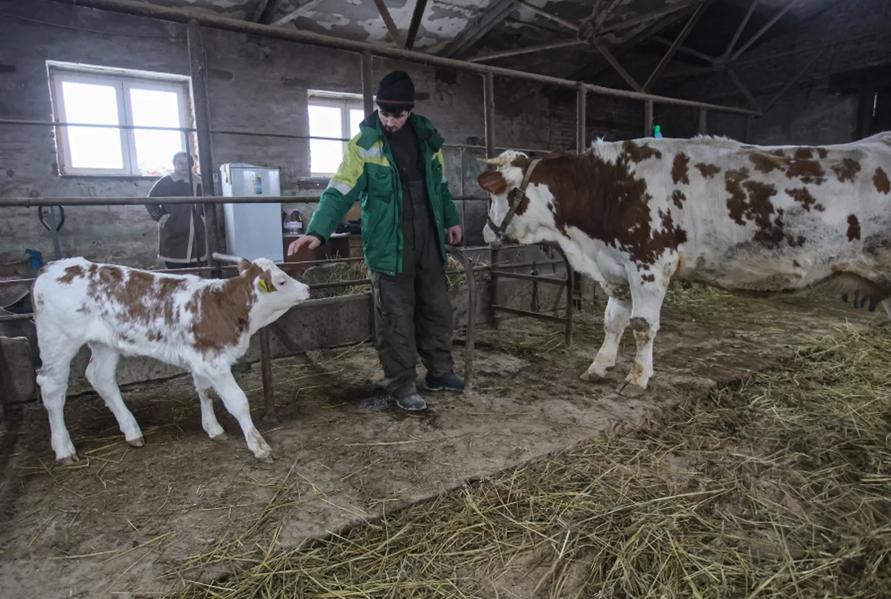 Клон уполномочен удешевить – Наука