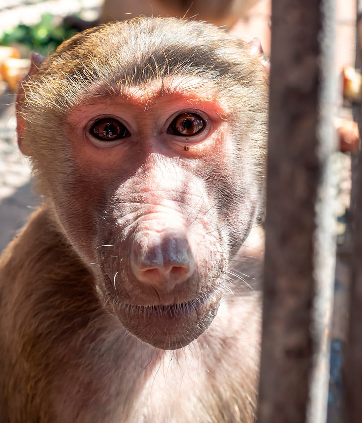 В обезьянем питомнике исследуют разные области медицины: от геронтологии до иммунологии