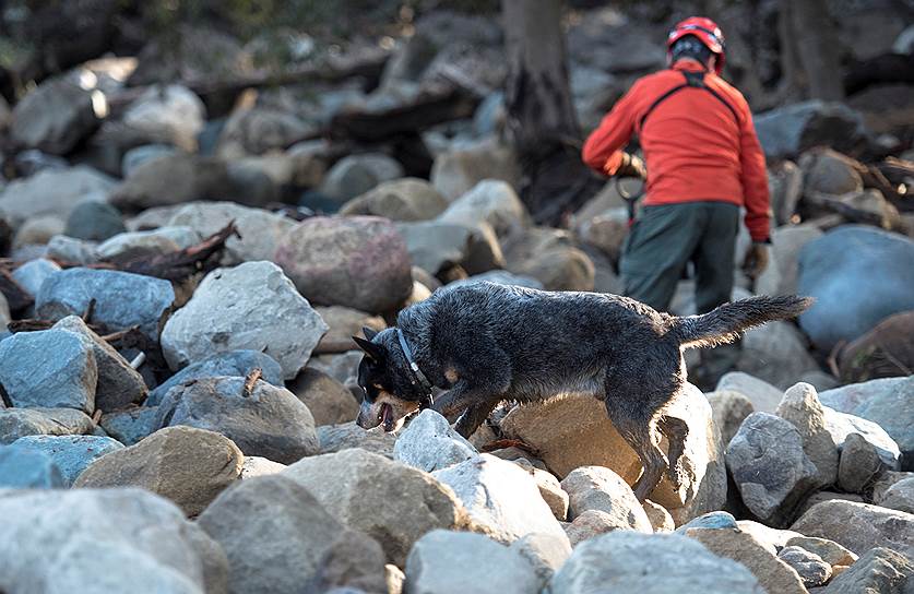 Монтесито, штат Калифорния (США). Собака спасателей помогает искать тела 
