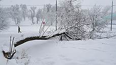 В Москве из-за снегопада повалены более 2 тысяч деревьев