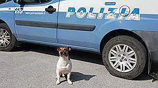 Итальянская мафия объявила награду €5 тысяч за полицейскую собаку
