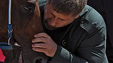 «Трансперенси»: Кадыров не задекларировал доходы от своих скаковых лошадей