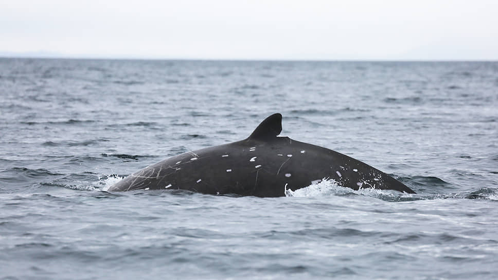 На Южных Курилах обнаружен новый вид китов — малые плавуны