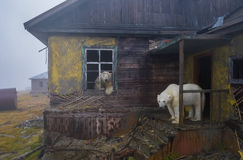 «Дом медведей» фотографа Дмитрия Коха