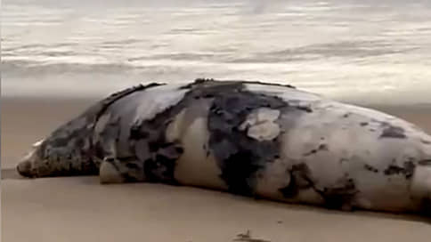 На побережье Каспийского моря в Дагестане нашли 700 мертвых тюленей