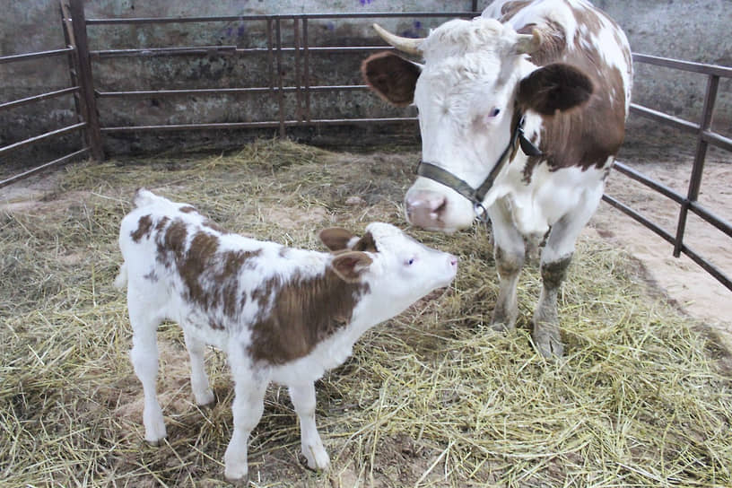 Потомство от клонированной коровы впервые в России получили в Московской области.