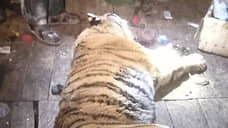 Тигр напал на охотников в Хабаровском крае