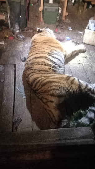 Тигр убивший охотника
