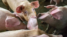 В Приморье вновь выявлен очаг африканской чумы свиней