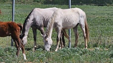 На конезаводе в Ставрополье лошадей заморили голодом
