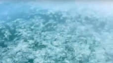 В акватории Анапы наблюдается нашествие медуз