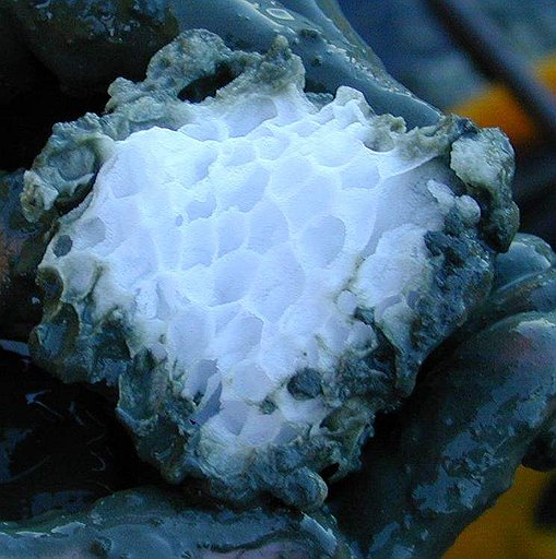 Газовые гидраты по виду похожи на лед или на соль — крупные грязновато-белые кристаллы. При подъеме на поверхность они быстро испаряются