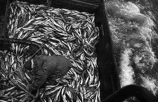 Укладка рыбы в трюм на Охотском море