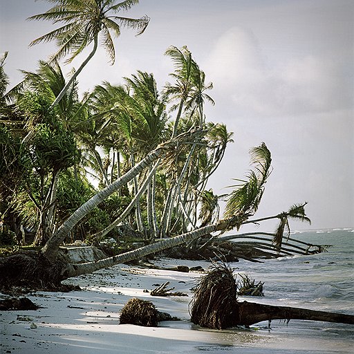 Остров постоянно становится жертвой разрушительных штормовых ветров, которые гнут и ломают кокосовые пальмы