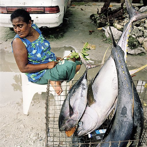Рыбакам наступление моря только на руку: улов велик как никогда. Одного крупного желтоперого тунца можно продать за 150 австралийских долларов