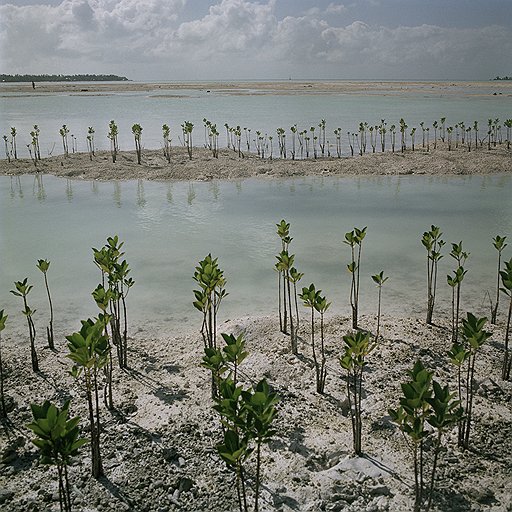По инициативе Министерства экологии прибрежные зоны засаживают мангровыми деревьями, их мощные корни помогают уберечь от разрушения береговую линию