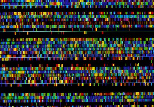 Самое амбициозное исследование в современной генетике — расшифровка человеческого генома — продолжалось более 10 лет (на фото — последовательность ДНК человека, выведенная на экран компьютера в виде разноцветных элементов)