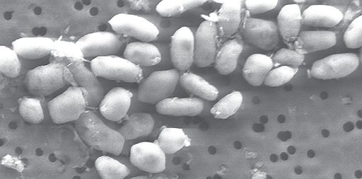 Протеобактерии GFAJ-1