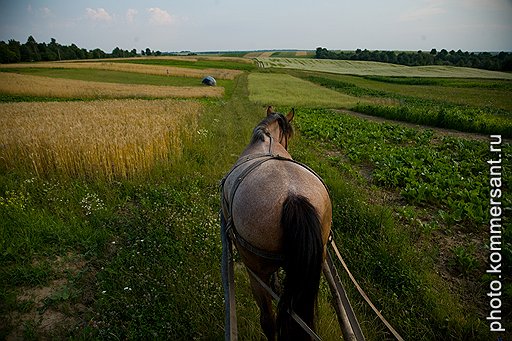 Лошадь в Залесцах — главный транспорт