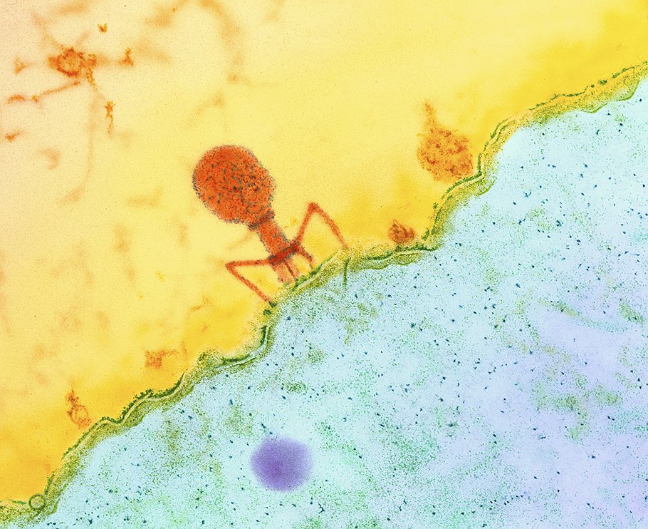 Фаг исследует бактерию кишечной палочки (она окрашена голубым цветом) 