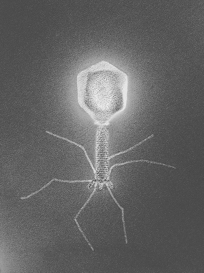 Типичный бактериофаг имеет настолько малый размер — от 20 до 200 нанометров, что рассмотреть его можно только в электронный микроскоп  
