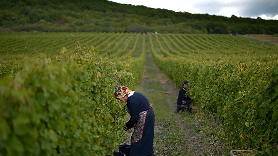 За час уборки винограда можно заработать 75 рублей
