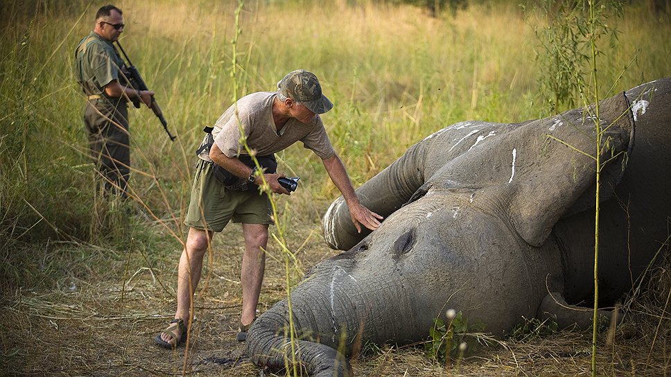 Слоны — частые жертвы браконьеров