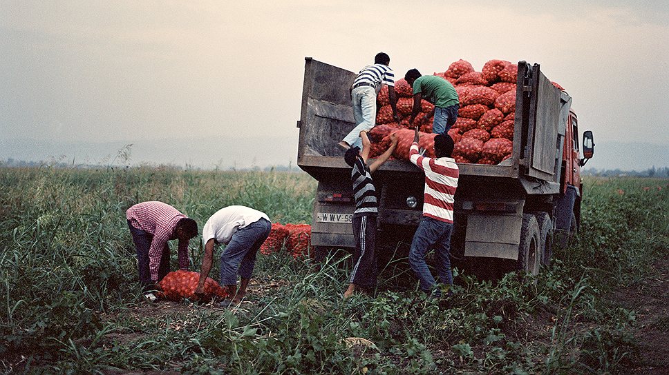 Работники спешат вывезти с поля мешки с луком, пока не пошел дождь. Горячая пора сбора урожая прошла. Но и зимовать фермеры обычно остаются в Грузии 