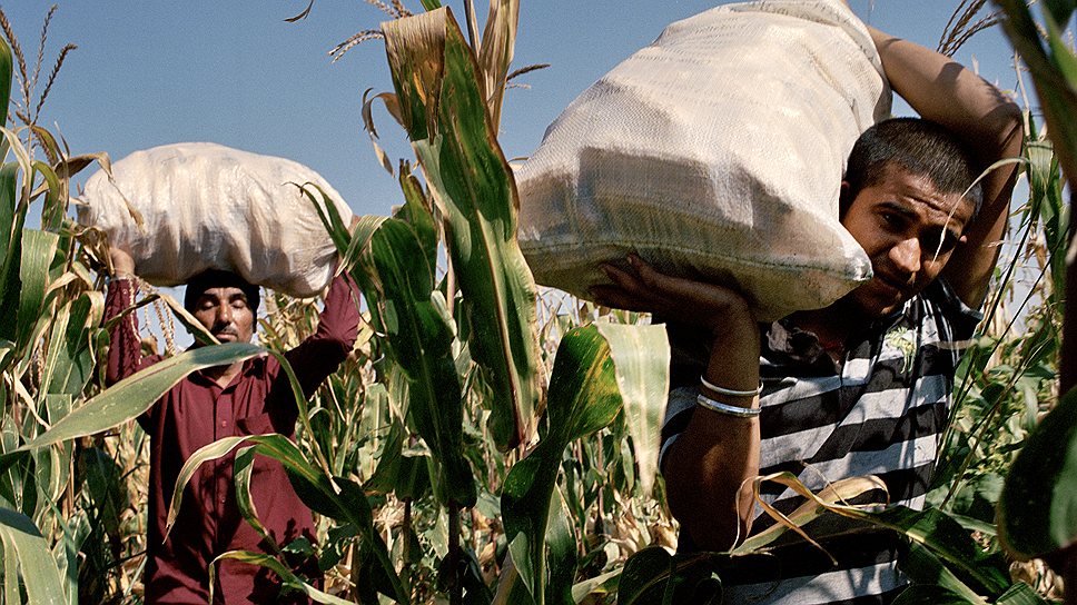 Основное занятие пенджабцев — земледелие. Они выращивают пшеницу, кукурузу, овощи. Но на родине земля дорогая, в Грузии в разы дешевле — около тысячи долларов за гектар 