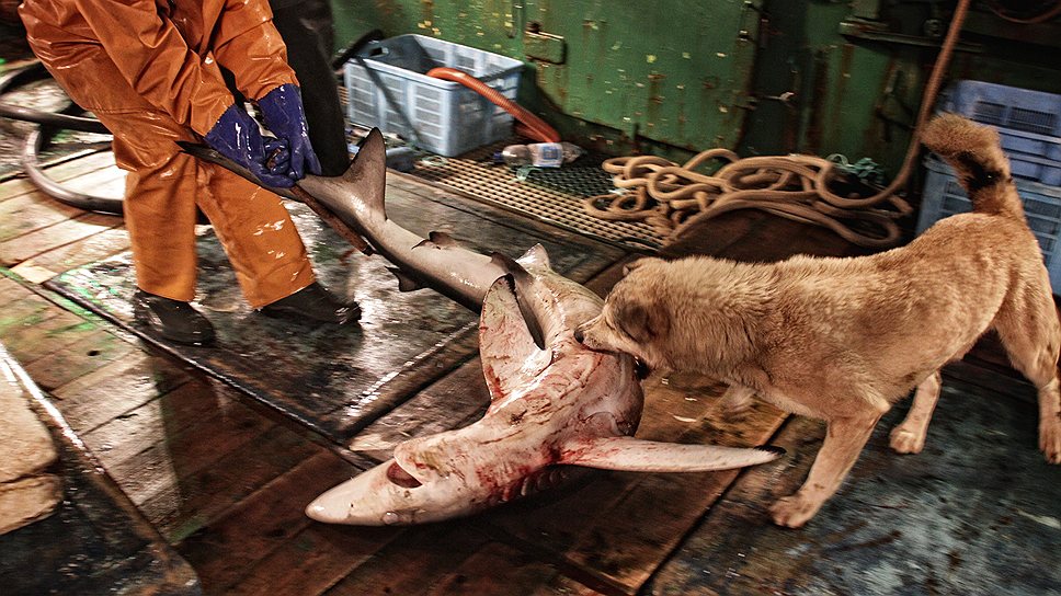 Иногда в сети попадают акулы, которые питаются сайрой. Рыбаки ловят их гарпунами, бросают на палубу, а там с ними расправляется специально обученная собака