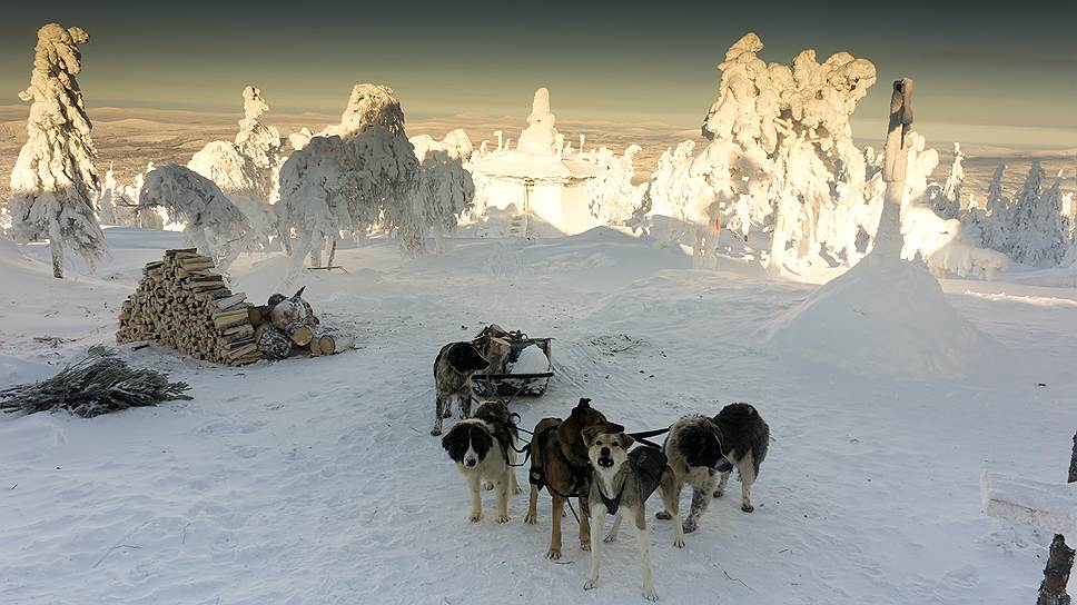 Главное транспортное средство зимой — ездовые собаки. В упряжке используются как дворняги, так и породистые псы 