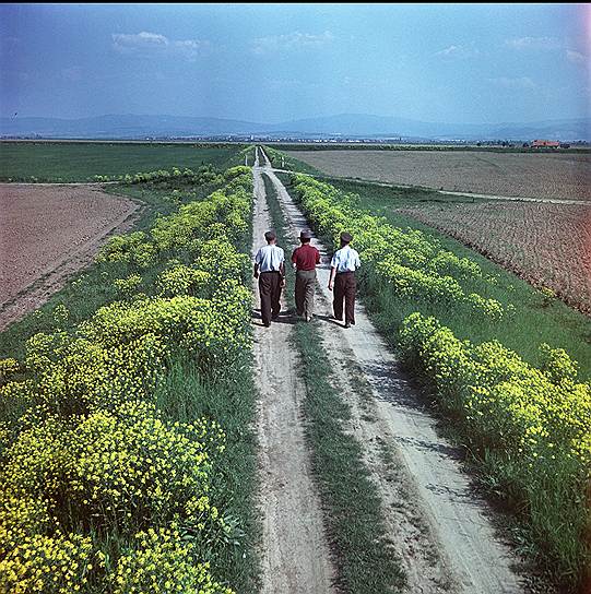 …при этом свернуть с него было так же невозможно, как с колхозной дороги (фото ­Огонька,­ 1959 ­год)…