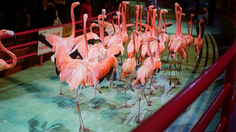 В &quot;Чаймлуне&quot; выступают около 500 животных и птиц, в том числе фламинго 

