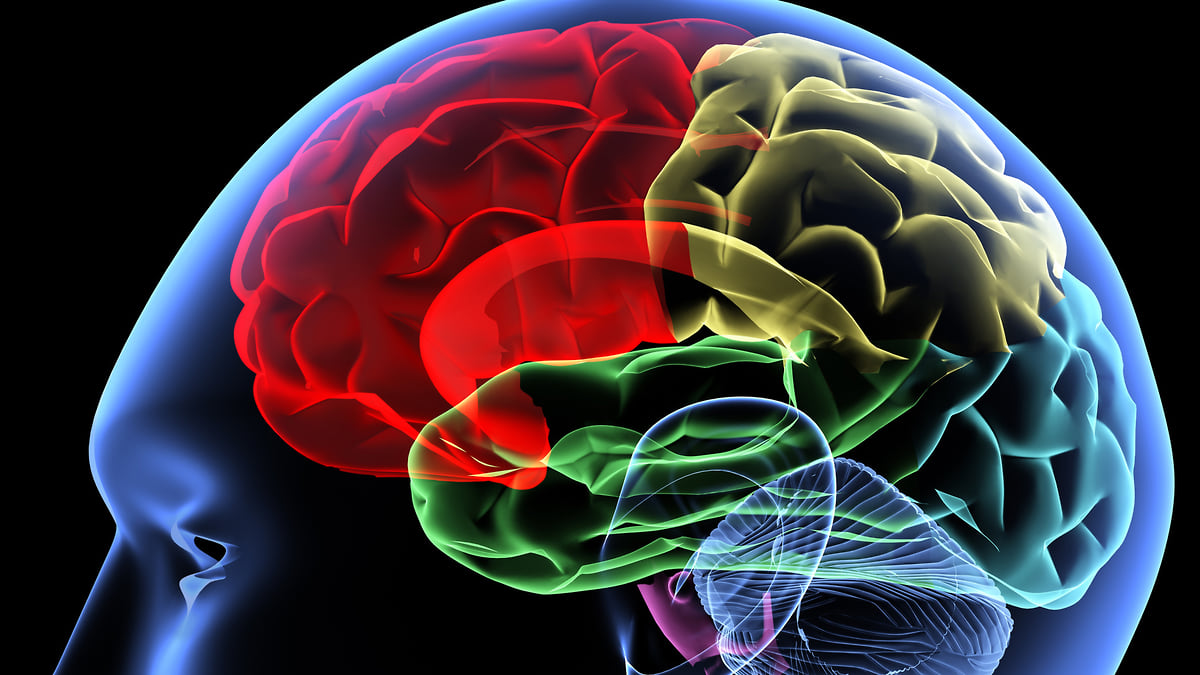 Возрастные особенности работы головного мозга