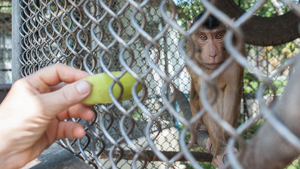 Содержать обезьян для опытов могут только самые богатые научные центры 
