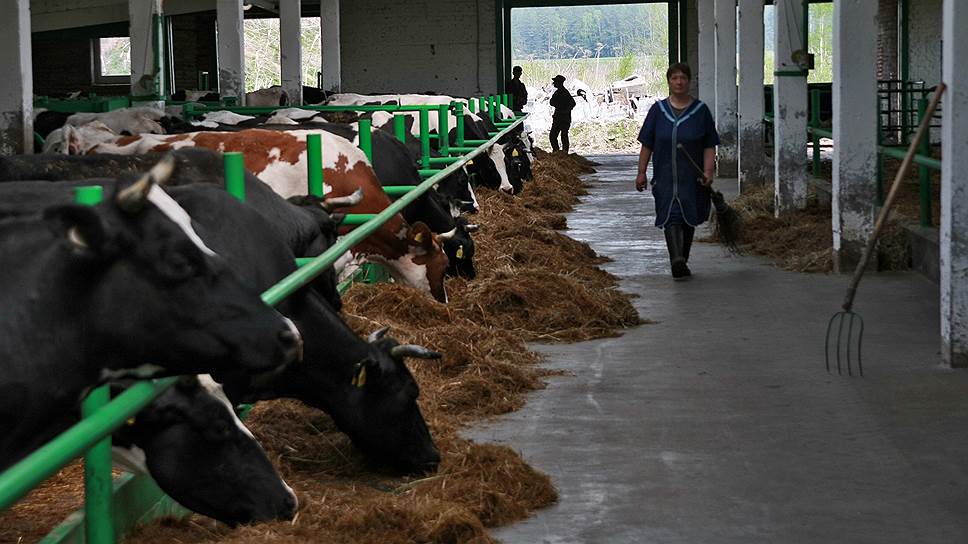 Областные власти предпочитают помогать только крупным хозяйствам: у кого 600 и больше голов скота