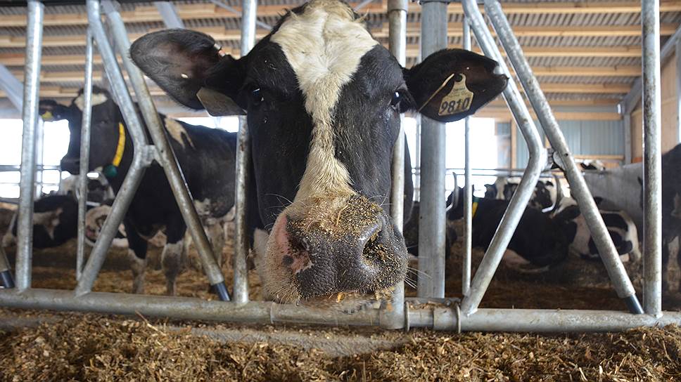 Невзирая на государственные нужды, поголовье скота в ряде российских регионов сокращается
