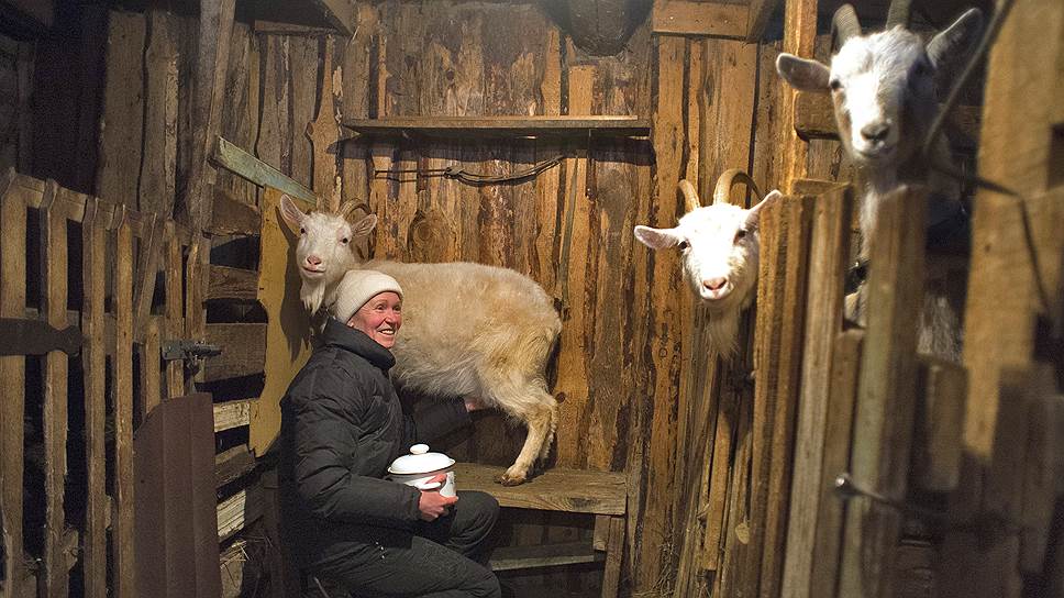 Пока козы семьи Строевых живут в стареньком сарае, но весной переедут на современную ферму