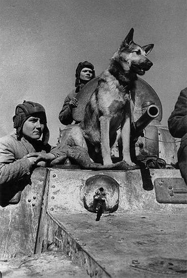 Легендарного пса-сапера по кличке Джульбарс (фото 1943 г.) на параде пронесли на кителе Сталина. За время войны Джульбарс обнаружил больше 7 тысяч мин и 150 снарядов. Джульбарс был награжден медалью &quot;За боевые заслуги&quot; 