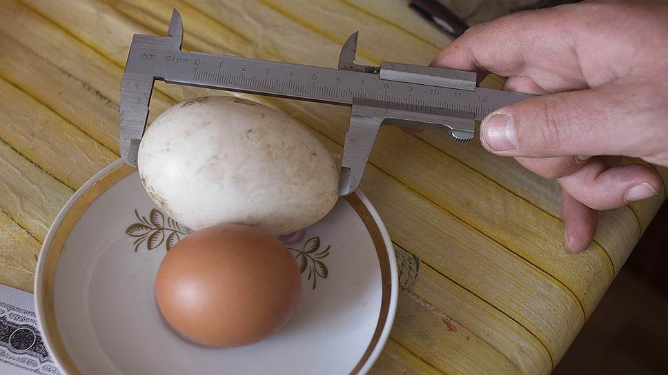 Вес обычного куриного яйца - 40-70 граммов. Самое крупное в России тянет на 200