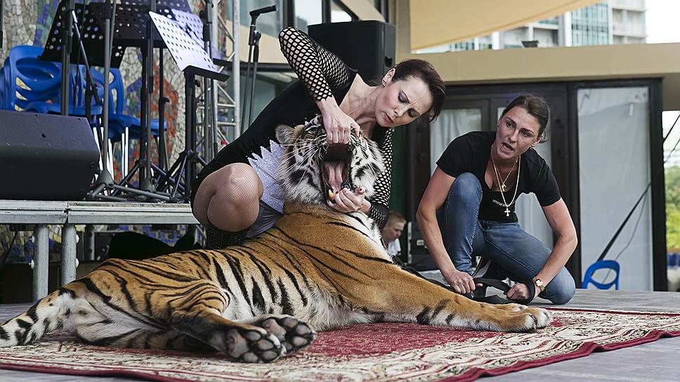 Актриса Ольга Погодина готовится к трюку &quot;голова в пасти тигра&quot;  
