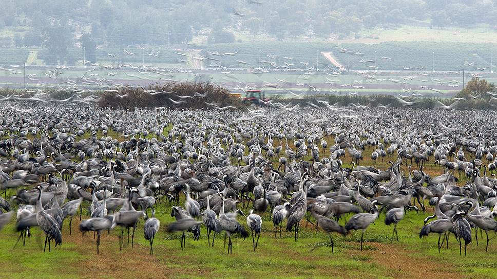 У экологических революций в Израиле счастливый конец: сегодня, как и встарь, до полумиллиарда перелетных птиц делают привал на озере Хула по пути из Европы в Африку 
