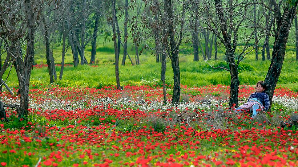 Цветение анемонов зимой в &quot;Лесу Россия&quot;. Это и есть город-сад в пустыне Негев
