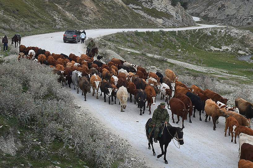 Пастухи в Акушинском районе. Сельское хозяйство в Дагестане — одна из приоритетных отраслей 
