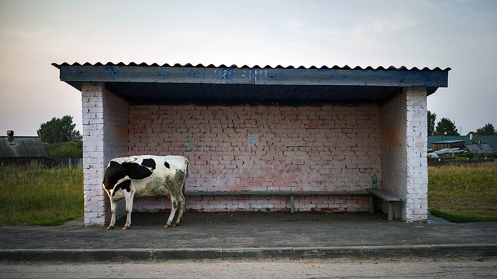 Коров в Юрино по-прежнему больше, чем общественного транспорта