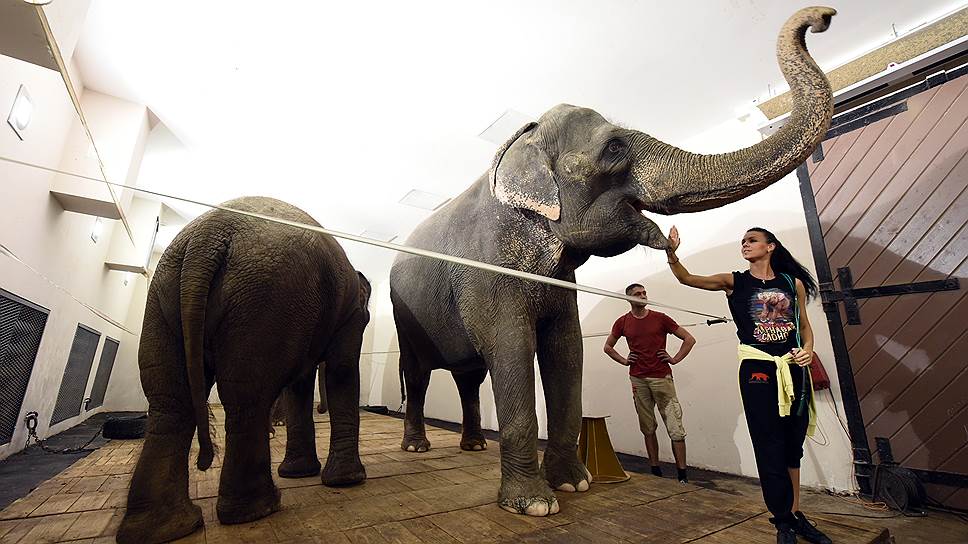Слоны Корниловых отдыхают в историческом слоновнике 
