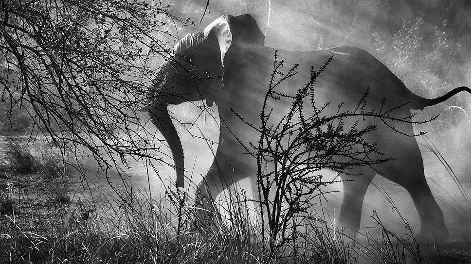Слон. Замбия. 2010 год