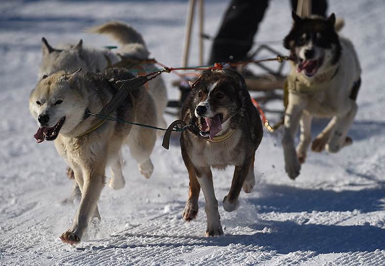 Не каждая собака годится для гонки. Чаще всего в упряжках каюров можно встретить аляскинских или сибирских хаски, камчатских лаек, а также местных ездовых, смешанных кровей