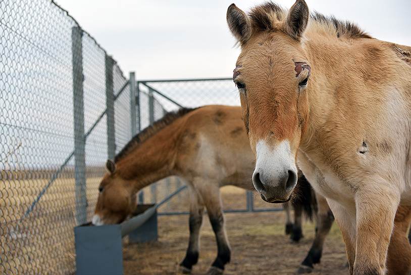 Лошадей Пржевальского России предоставила французская биостанция. А опытные специалисты из Монголии помогут нашим ученым в разведении животных