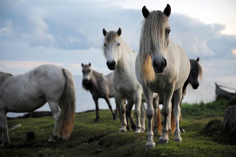 Брошенные якутские лошади гуляют сами по себе 
